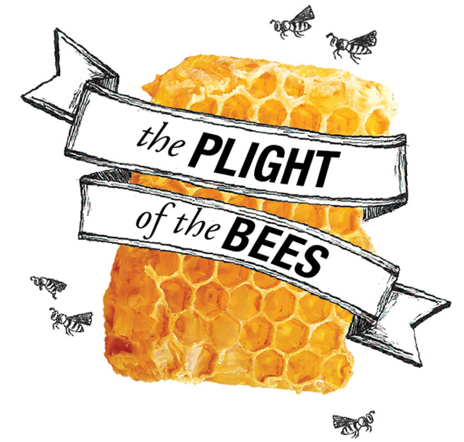 Plight of the Bees