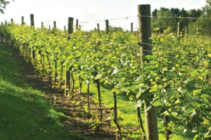 Vines at Greendance WInery