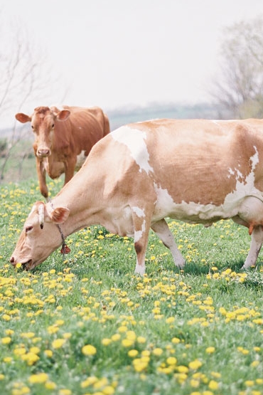 grass-fed Guernsey cows